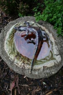 Baby Crocodile by Natalie Brown